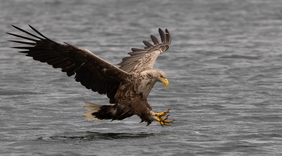 White tailed eagle