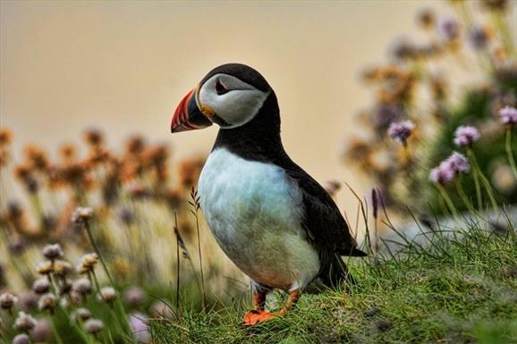 Puffin