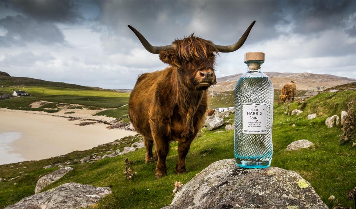 Isle of Harris Distillery Gin & highland cow