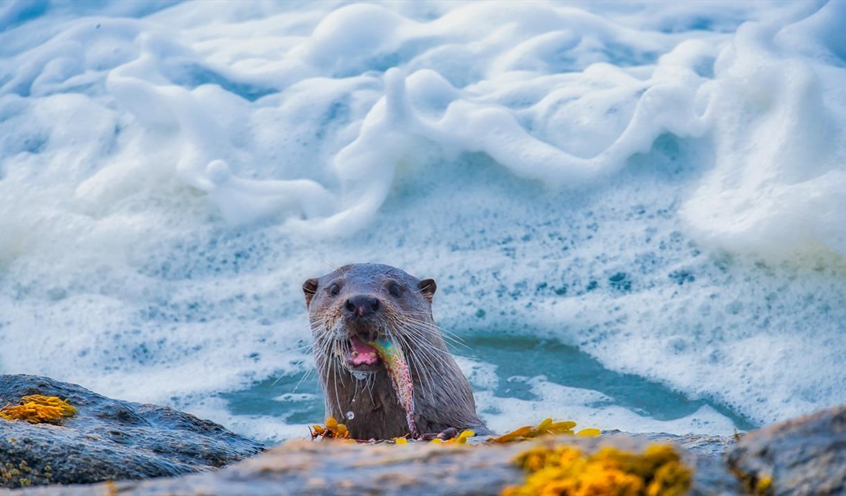 Coming ashore otter