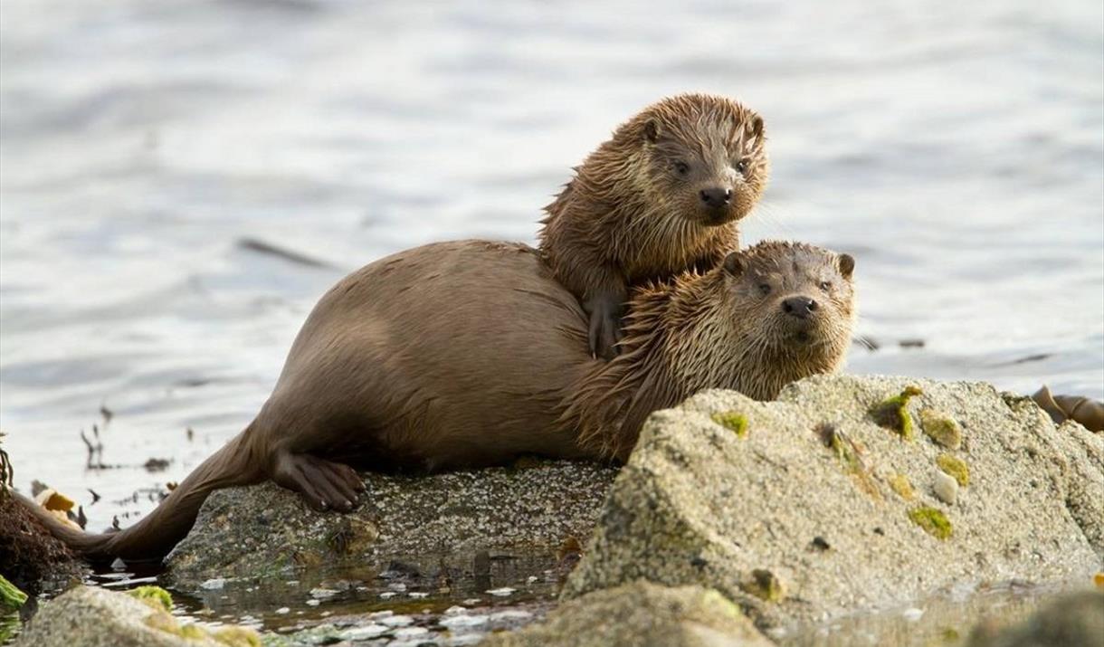 Beacon Light otters