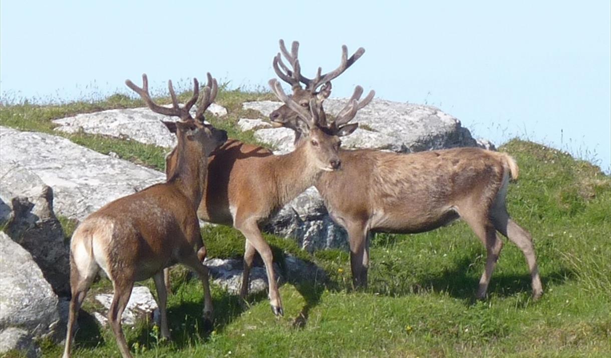 Baymore House deer