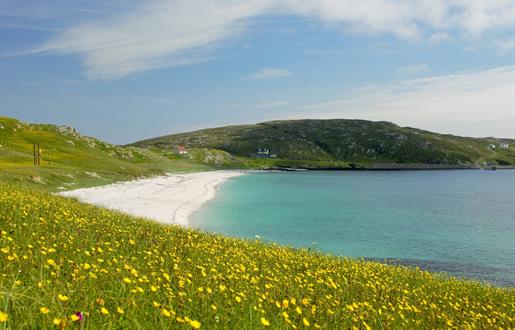Eriskay Shop machair flowers