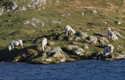 Eriskay Ponies