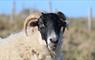 Kirrin Cottages - Cheeky Ewe