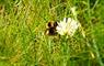 Lewis Longhouse bumble bee on a flower