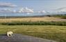 Lewis Longhouse landscape