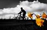 Skinny Tyres Ltd daffodils, cyclist & clouds