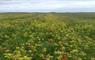 John's Bunkhouse field of wild flowers
