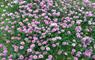 John's Bunkhouse purple flowers