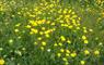 John's Bunkhouse yellow flowers