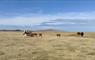 John's Bunkhouse cows on field