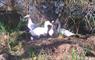 The Mission House at Mulag House 4 white geese