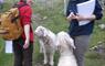 Western Isles Tour Guides Association Two unusual animals in Great Bernera