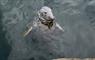 Discover Hebrides seal in water