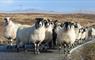 Glaic Cottage sheep