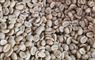Heather Isle Coffee Company unroasted coffee beans