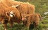 The Mission House at Mulag House Highland cow with calf