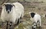 The Mission House at Mulag House sheep & lamb