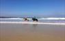 Wardicott B&B 2 horses on the beach