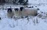 The Mission House at Mulag House 3 sheep in a snow covered field