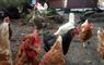 The Mission House at Mulag House chickens