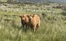 The Mission House at Mulag House 2 Highland cows