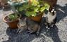 The Mission House at Mulag House 2 cats & flower pots