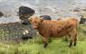 The Mission House at Mulag House brown cow beside a loch