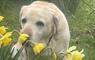 The Mission House at Mulag House dog sniffing daffodils