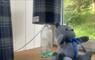 The Mission House at Mulag House blue Harris Gin lamp & teeddy