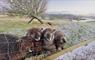 Discover Hebrides black sheep in snow
