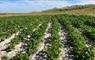 Machair crops -  Balranald
