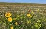 Balranald Machair