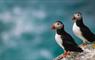 Puffins at the Flannans, Flannan Isles