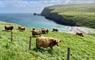 SEApods - Isle of Lewis Highland Cows in field