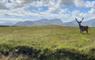 SEApods - Isle of Lewis Stag on moor