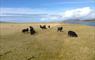 John's Bunkhouse black sheep grazing