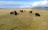 John's Bunkhouse black sheep on machair