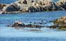 Baymore House otter