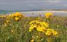 Taigh Chearsabhagh Cafe machair flowers