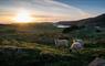Rodel House sheep