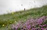 machair flowers