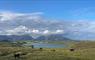 Suainaval cattle on moorland