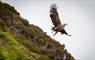 Hebridean Adventures eagle in flight