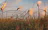The Smiddy (Burnside Croft) cotton grass