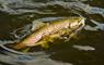 South Uist Fishing fish in water