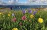 The Smiddy (Burnside Croft) machair