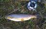 South Uist Fishing rod & trout