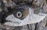 Taigh Chearsabhagh Cafe stone fish sculpture